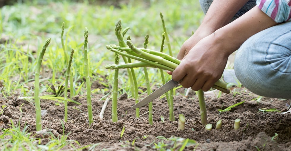 cueillir les asperges 